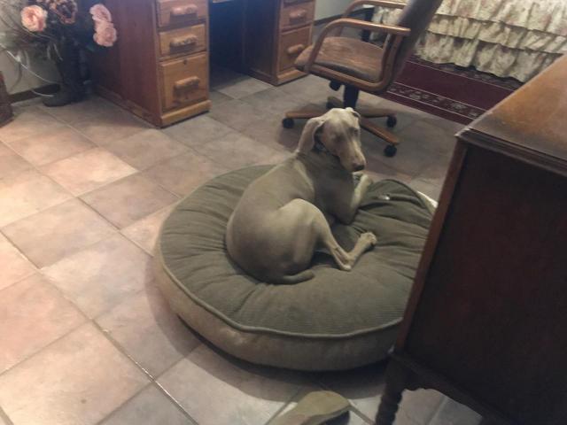 Garth on dog bed